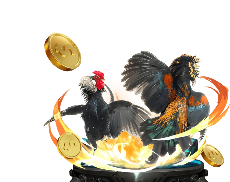 Phân tích trận đấu đá gà